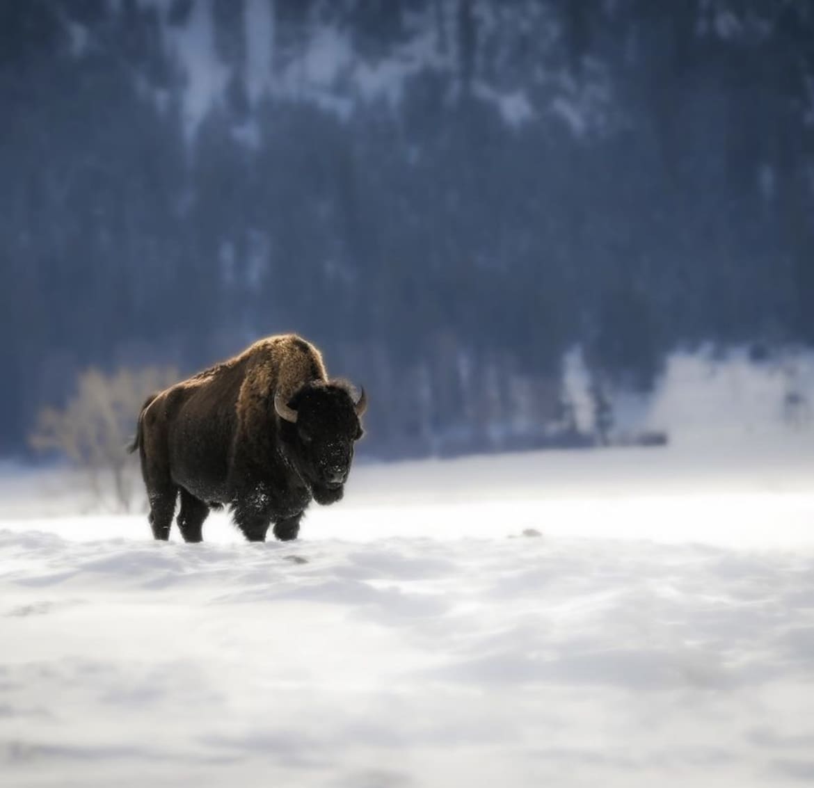 lone bison